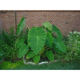 3 Live Colocasia Esculenta Elephant Ear Taro Gabi Kalo Eddo Bulbs #TSMN