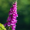22Day Seeds: Seeds Mullein Foxglove/Spanish Digitalis thapsi/Annual Flowers