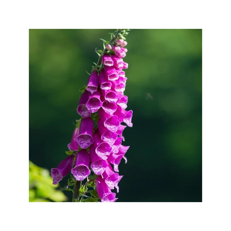 22Day Seeds: Seeds Mullein Foxglove/Spanish Digitalis thapsi/Annual Flowers
