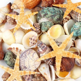 80+ Pcs Natural Seashells, Mixed Sea Shells for Crafts, Various Sizes Ocean Shells Starfish Conch for decorating, Beach Theme Party, DIY Crafting, Fish Tank Filling, Home Decor, Wedding Decoration