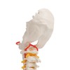 Cranstein A-320 Halswirbelsäule Modell | mit Spinalnerven und Vertebralarterien