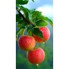 100 Pcs Apple Seeds for Planting, Heirloom, Non GMO