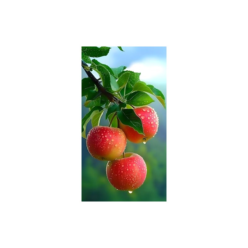 100 Pcs Apple Seeds for Planting, Heirloom, Non GMO