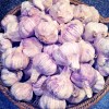 Fresh Organic GARLIC bulbs 10lbs • 5 VARIETIES Chesnok Music
