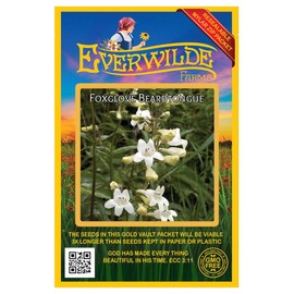 Everwilde Farms - 2000 Foxglove Beardtongue Native Wildflower Seeds - Gold Vault Seed Packet