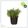 Live Aromatic and Edible Herb - Lavender (4 Per Pack),