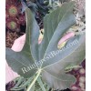RainforestRose.com Fig leaves FRESH cut / DRY tree Organic Grown