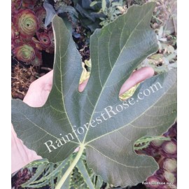 RainforestRose.com Fig leaves FRESH cut / DRY tree Organic Grown from USA leaf food wrap tea dimsum - 20, Dry crumbs and washed