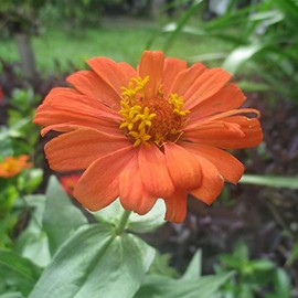 Zinnia Flower Garden Seeds - Profusion Series - Deep Apricot - 100 Seeds - Annual Flower Gardening Seed - Zinnia hybrida