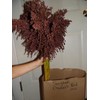30 Seeds - Ovana's Red Sorghum