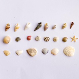 1200 PCS Tiny Sea Shells &10 Small Starfish - Mixed Ocean Beach Spiral Seashells for Fish Tank and Vase Filler, Beach Theme Party, Wedding Decor - DIY Craft Supplies