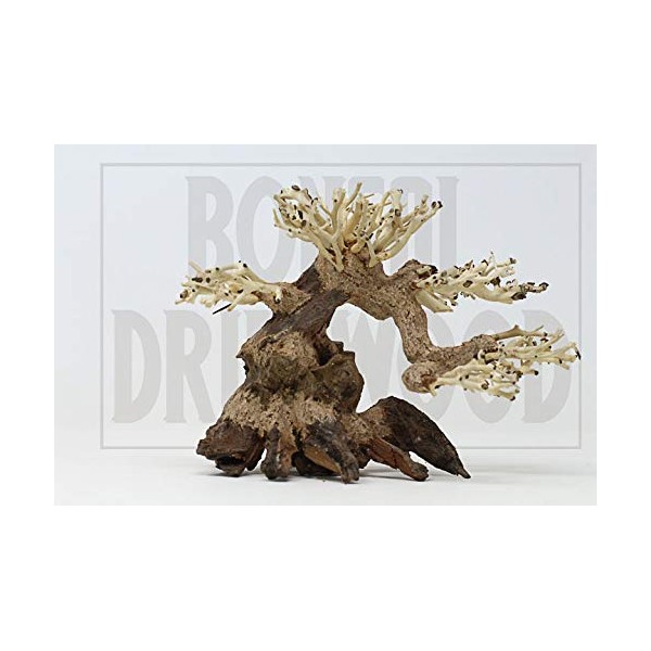 Driftwood Aquarium Tree AS Random Pick (6in H x 8in