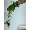*BUY 2 GET 1 FREE* Microsorum Windelov Java Fern Windelov