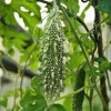 TomorrowSeeds Black Pearl Bitter Melon | Indian Bitter Gourd Dark