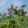 Todd's Seeds Todd's Seeds Red Clover Seeds, Non-GMO, Chemical Free,