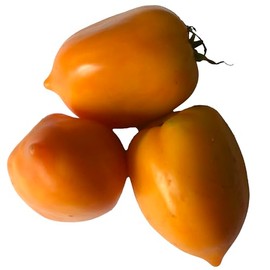 Goldfish Tomato Seeds (Solanum lycopersicum) 150 Seeds (0.5 Grams)