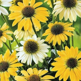 Outsidepride 25 Seeds Perennial Echinacea Coneflower Mellow Yellows Garden Flower Seeds for Planting