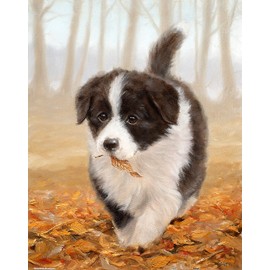 Pintoo Jigsaw Puzzles 500 Piece for Adults - John Silver - Border Collie Beautiful Plastic Puzzle for Home Decor Zero Dust Easy Storage [H2802]