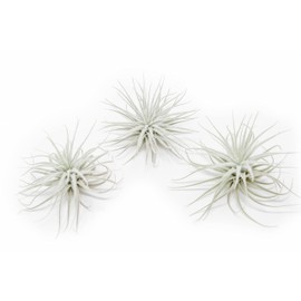Large Tectorum Ecuador Air Plant - Live Tillandsia Succulent House Plants - Available in Wholesale and Bulk - Home and Garden Decor - Easy Care Indoor and Outdoor Plants (Large-1 PC)
