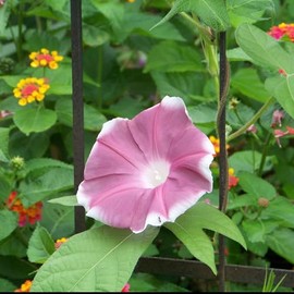 Eden Brothers Morning Glory Seeds - Chocolate, Non-GMO Seeds for Planting, 1 oz | Low-Maintenance Flower Seeds, Plant During Spring, Zones 1, 2, 3, 4, 5, 6, 7, 8, 9, 10