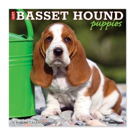 Willow Creek Press Basset Hound Puppies Monthly 2025 Wall Calendar (12" x 12")