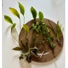 South American Cichlid Plant Bundle-Wisteri