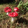 Garden minis (Set of 3 Mushroom)