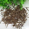 100 Rare Moso Bamboo Seeds - Exotic Garden Shade Plants,