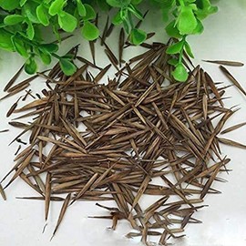 100 Rare Moso Bamboo Seeds - Exotic Garden Shade Plants, Fast Growing Trees for Privacy