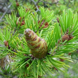 Pinus banksiana (Jack Pine) Tree Seeds, Graceful Display, Small, Egg-Shaped Cones, Seeds by MySeeds.Co, You Choose The Amount (Trial Packet Size)