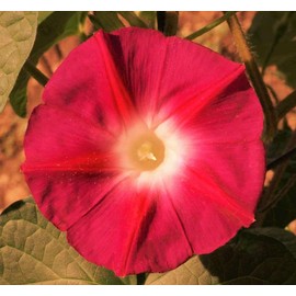 TomorrowSeeds - Scarlet O' Hara Morning Glory Seeds - 100+ Count Packet - for 2024 Ipomoea Nil Japanese Morning Glories Scarlett Red Flower Vine