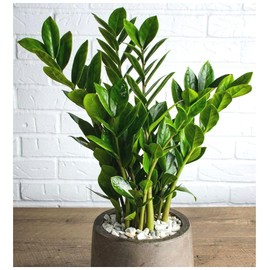 Exotica Tropicals Professional Nursery Grade ZZ Plant Fertilizer 4 LB Six Month Slow Release Zamioculcas zamiifolia Plant Food