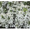Viburnum Mrs. Schiller's Delight I 1 Large Gallon Size Plant