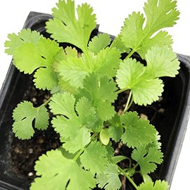 Live Organic Cilantro Plant - Coriandrum Sativum - 3 Inch Pot - Freshly Grown and 100% All Natural - Perfect for Windowsill Gardens