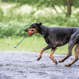 Sprenger Play Ball on Rope - Ball, Water Fun, Fetch Toy for Dogs, Orange, Diameter 7 cm