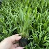 Java Fern Microsorum pteropus by Aquarium Plants Factory® Rooted Bunched