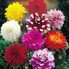 NIKA SEEDS - Seeds Flowers Dahlia Double Mix Annual -