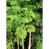 Tree A Cup Moringa TREE Live Plant 5-9 “TREE OF