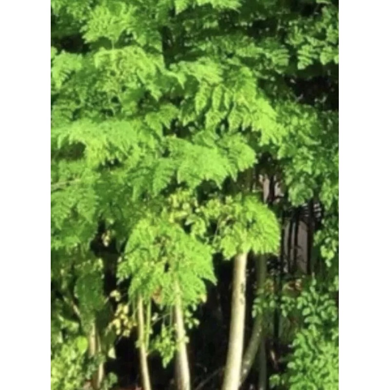 Tree A Cup Moringa TREE Live Plant 5-9 “TREE OF