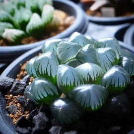 Haworthia Obtusa 'Crystal' Seeds Long-Lived Low Maintenance Home Decorate Balcony Pots Indoor Outdoor 100Pcs Succulent Seeds by YEGAOL Garden