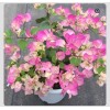 Hope's Garden BAMBINO BI-COLOR PINK & WHITE- Bougainvillea SMALL Rooted