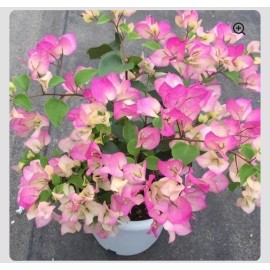 Hope's Garden BAMBINO BI-COLOR PINK & WHITE- Bougainvillea SMALL Rooted starter/plug plant*