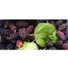 Mulberry 25 Mulberry SEEDS Morus Rubra TX USA Fruit Tree