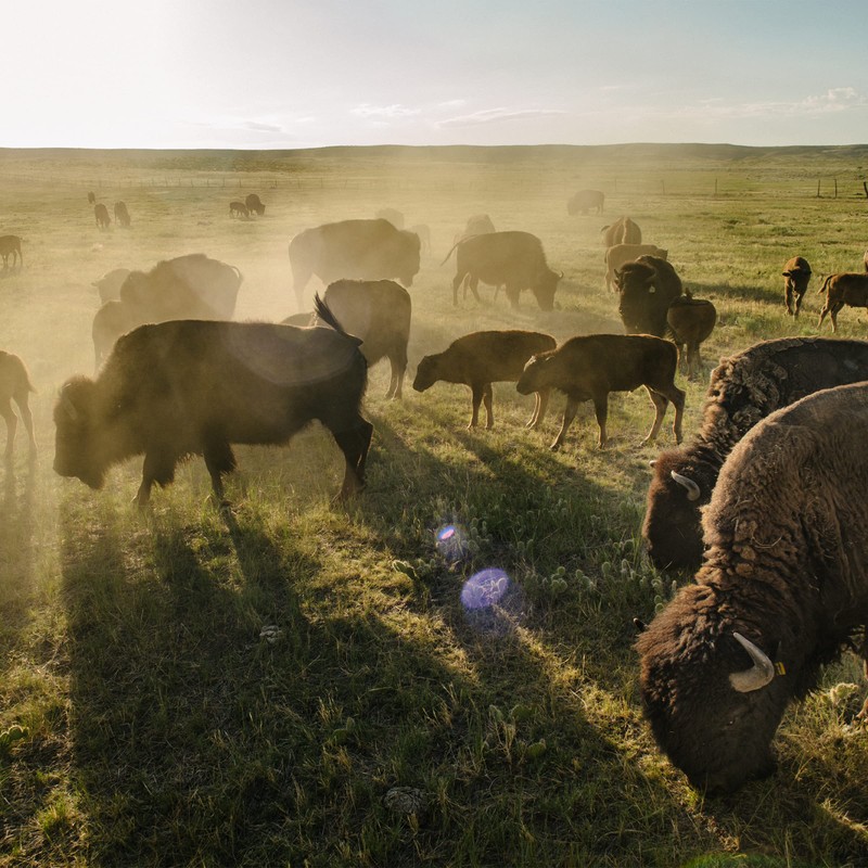 EPIC Bison Bacon Cranberry Bars, Grass-Fed, 12 Count Box 1.3oz