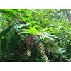 Pokeweed Medicinal 5 seeds