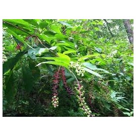 Pokeweed Medicinal 5 seeds