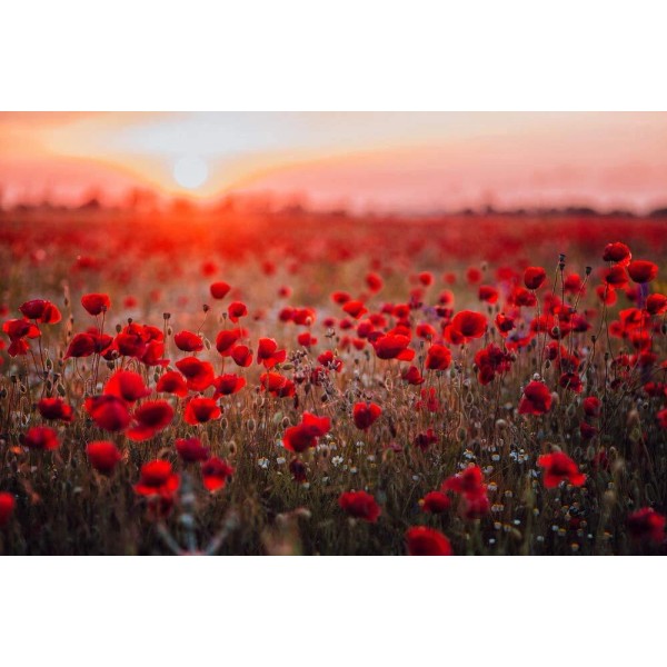 CZ Grain 600 Red Poppy Seeds for Planting - Grow