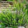 Feelia - Rosemary Essential Oil - 100% Pure & Natural,