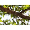 Antanker Hand Rope Chain Saw 48 Inch High Reach Tree