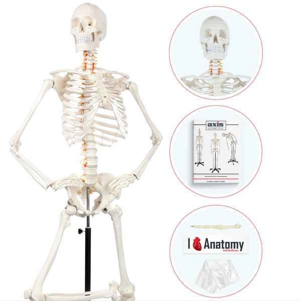 Axis Scientific Full-Size Adult Skeleton Anatomy Model - Made for Students, Teachers, Professionals - Includes Bone Numbering Guide, Cover & Stand